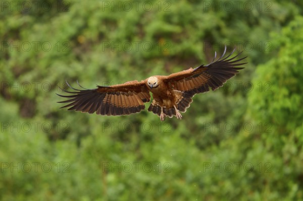 A fish hawk in flight in a green environment with outstretched wings, fish hawk (Busarellus nigricollis), Pantanal, Mato Grosso, Brazil