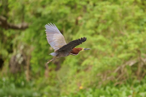 Heron flying through lush green nature, Marbled Heron (Tigrisoma lineatum), Pantanal, Mato Grosso, Brazil