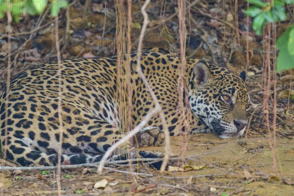 A jaguar resting on the ground, protected by the surrounding plants and natural elements, Jaguar (Panthera onca), Pantanal, Mato Grosso, Brazil
