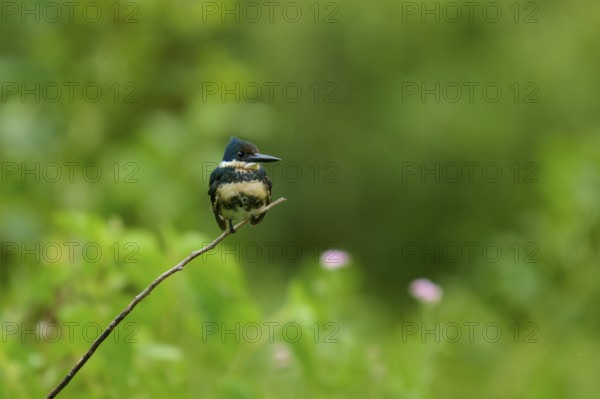 A kingfisher sits quietly on a thin branch in front of a blurred green background, Amazonian Kingfisher (Chloroceryle amazona), Pantanal, Mato Grosso, Brazil
