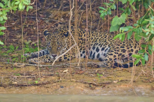A jaguar lies alert under plants and leaves, perfectly camouflaged by the natural environment, Jaguar (Panthera onca), Pantanal, Mato Grosso, Brazil