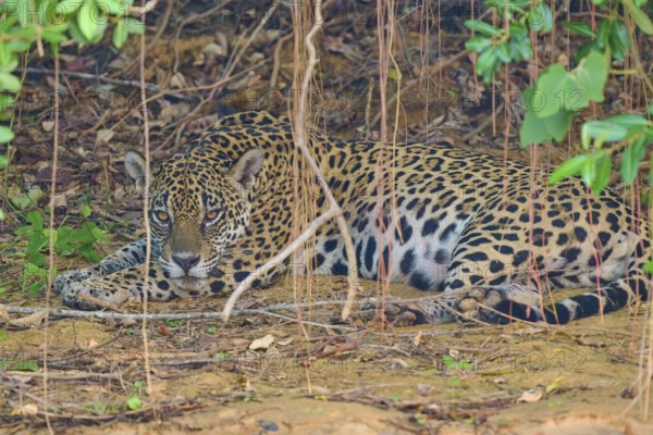 A jaguar lies relaxed in the shade under dense vegetation, protected by the canopy, Jaguar (Panthera onca), Pantanal, Mato Grosso, Brazil