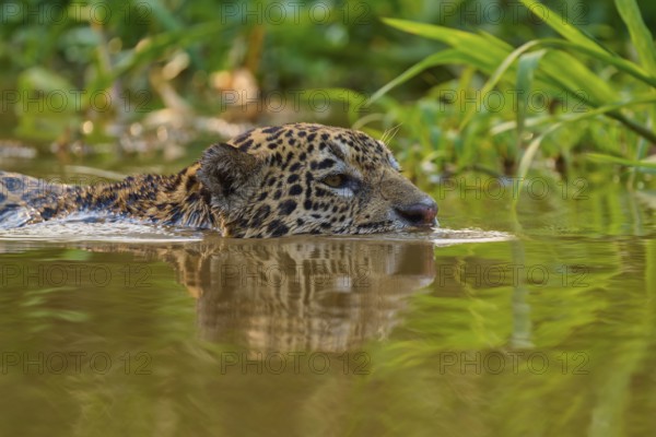 A jaguar swims in calm waters surrounded by dense vegetation and reflecting light, Jaguar (Panthera onca), Pantanal, Mato Grosso, Brazil
