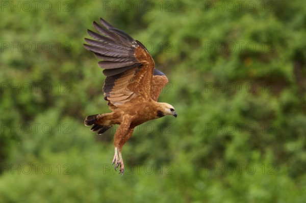 A brown fish hawk flies over a green landscape with its wings pointing upwards, Fish Hawk (Busarellus nigricollis), Pantanal, Mato Grosso, Brazil