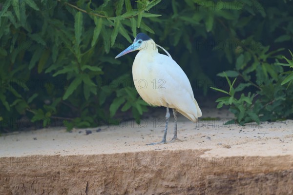 White bird with blue-green beak standing still in front of lush green foliage on sandy ground, Capped Heron (Pilherodius pileatus), Pantanal, Mato Grosso, Brazil