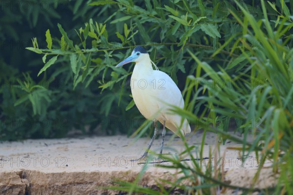 A bird with white feathers and a blue-green beak stands on a sandy ground surrounded by green leaves, Capped Heron (Pilherodius pileatus), Pantanal, Mato Grosso, Brazil