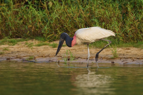 A Jabiru bird in natural surroundings, standing at the water's edge with reflection in the calm water, Jabiru (Jabiru mycteria), Pantanal, Mato Grosso, Brazil