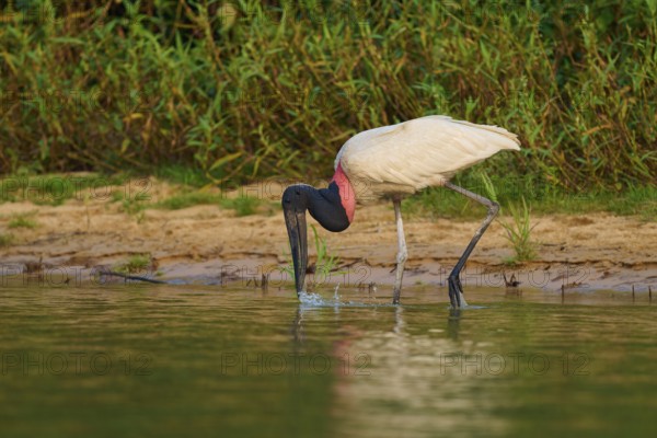 A Jabiru bird drinking water on the bank, surrounded by green thickets and peaceful nature, Jabiru (Jabiru mycteria), Pantanal, Mato Grosso, Brazil
