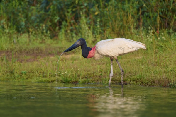 A Jabiru bird stands on the riverbank, surrounded by green vegetation and calm water at dawn, Jabiru (Jabiru mycteria), Pantanal, Mato Grosso, Brazil