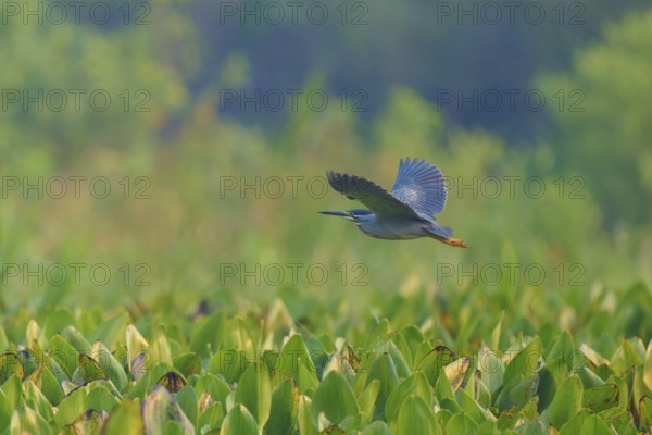 A bird flies over a landscape covered with green leaves, harmonious and peaceful atmosphere, Mongrove Heron (Butorides striatus), Pantanal, Mato Grosso, Brazil