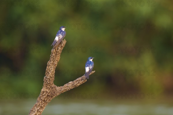 Two birds sitting on a branch in front of a blurred green background in nature, Cayenne Swallow (Tachycineta albiventer), Pantanal, Mato Grosso, Brazil