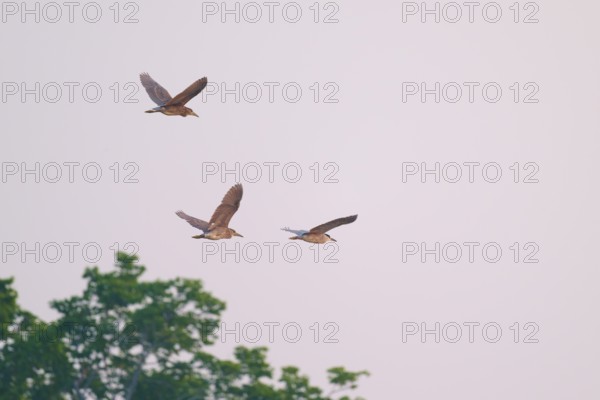 Three birds flying in the sky over green treetops in a peaceful natural environment, Night Heron (Nycticorax nycticorax), Pantanal, Mato Grosso, Brazil