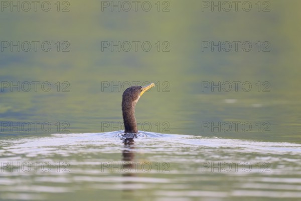 A cormorant with its head raised swimming in calm waters, Olive Cormorant, Cormorant, (Phalacrocorax olivaceus), Pantanal, Mato Grosso, Brazil