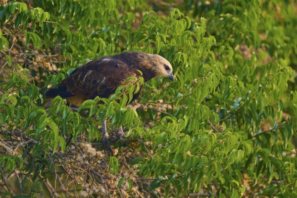A bird of prey sits in a green tree and looks attentively at its surroundings, Fish Buzzard (Busarellus nigricollis), Pantanal, Mato Grosso, Brazil