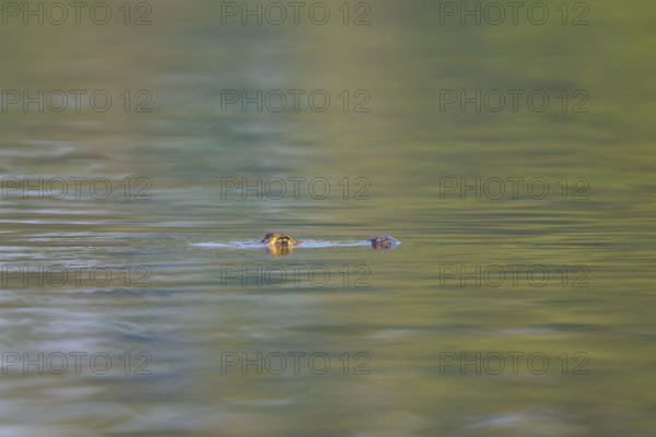 A caiman swims peacefully in the distance, in calm, greenish water, Spectacled caiman (Caiman yacare, Caiman crocodilus yacare), Pantanal, Mato Grosso, Brazil