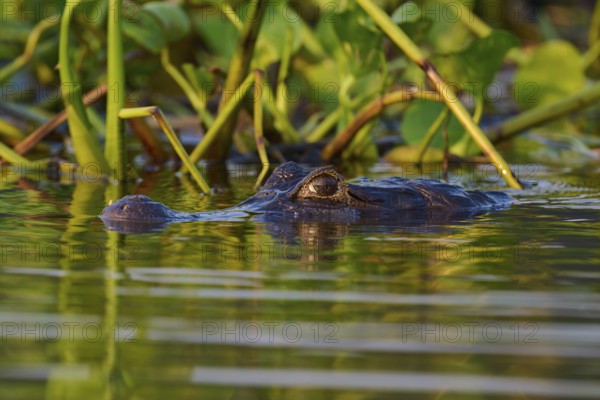 A caiman hovers in the dense green of the aquatic plants in the jungle, spectacled caiman (Caiman yacare, Caiman crocodilus yacare), Pantanal, Mato Grosso, Brazil