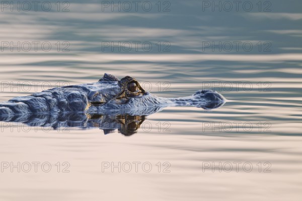 A caiman glides under the reflection of a pink sky in still water, Spectacled caiman (Caiman yacare, Caiman crocodilus yacare), Pantanal, Mato Grosso, Brazil