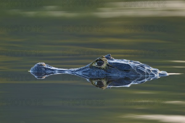 Motionless caiman head, easily visible reflection on calm water at dusk, spectacled caiman (Caiman yacare, Caiman crocodilus yacare), Pantanal, Mato Grosso, Brazil