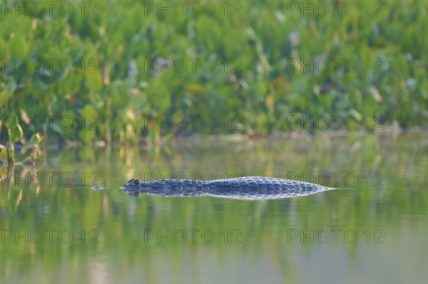 A caiman floats on the surface of the water, surrounded by lively green vegetation, Spectacled caiman (Caiman yacare, Caiman crocodilus yacare), Pantanal, Mato Grosso, Brazil