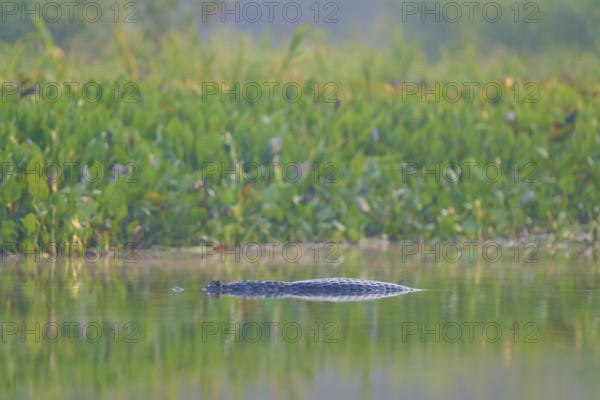 A caiman floats hidden in the water, surrounded by green vegetation and a calm atmosphere, Spectacled caiman (Caiman yacare, Caiman crocodilus yacare), Pantanal, Mato Grosso, Brazil