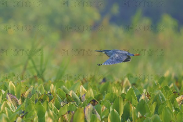 Bird in flight over a green plant landscape, peaceful and natural scene, Mongrove Heron (Butorides striatus), Pantanal, Mato Grosso, Brazil