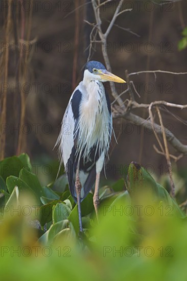 A heron resting among plants with a blurred background, Cocoi Heron (Ardea cocoi), Pantanal, Mato Grosso, Brazil