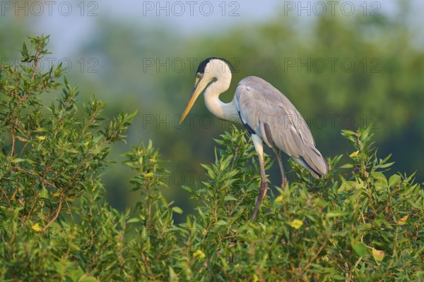 A heron stands on a green bush against a blurred background, Cocoi Heron (Ardea cocoi), Pantanal, Mato Grosso, Brazil