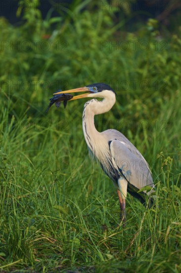 A heron stands in the dense grass with a fish in its beak, Cocoi Heron (Ardea cocoi), Pantanal, Mato Grosso, Brazil