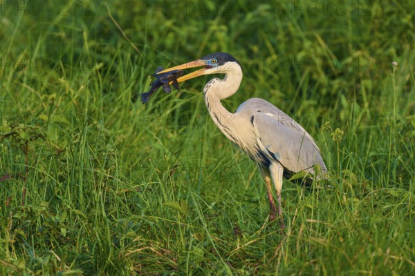 A heron has a fish in its beak in the middle of green grass, Cocoi Heron (Ardea cocoi), Pantanal, Mato Grosso, Brazil