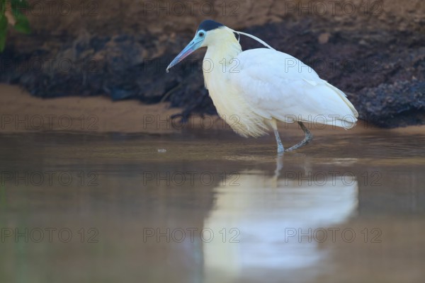 A bird with white feathers and a blue-green beak stands in the water, its reflection is visible, Capped Heron (Pilherodius pileatus), Pantanal, Mato Grosso, Brazil