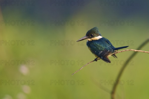A kingfisher poses on a branch in a natural environment with a blurred background, Green Kingfisher (Chloroceryle americana), Pantanal, Mato Grosso, Brazil