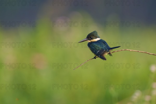 A kingfisher resting on a thin branch in front of a blurred green background, Green Kingfisher (Chloroceryle americana), Pantanal, Mato Grosso, Brazil