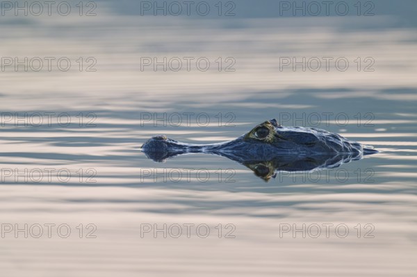 Head of a caiman on water surface, clear reflection, calm atmosphere, spectacled caiman (Caiman yacare, Caiman crocodilus yacare), Pantanal, Mato Grosso, Brazil