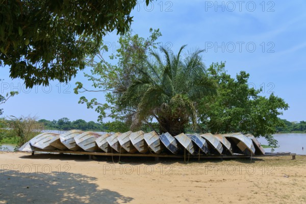 Several inverted boats are stored in the sand under a large tree in natural surroundings, Porto Jofre, Pantanal, Mato Grosso, Brazil