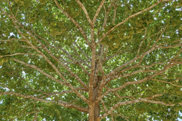 A dense treetop with numerous green leaves and branched branches in sunshine, Porto Jofre, Pantanal, Mato Grosso, Brazil