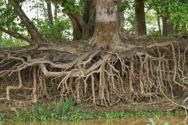 Exposed tree roots on the shore that form a dense natural structure in the forest, Porto Jofre, Pantanal, Mato Grosso, Brazil