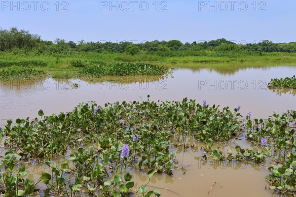 A marshland with calm water and flowering aquatic plants under a blue sky, Porto Jofre, Pantanal, Mato Grosso, Brazil