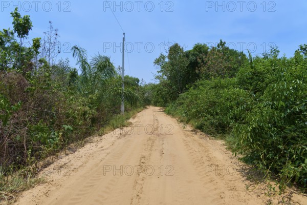 A dirt road leads through lush green vegetation under a blue sky, Porto Jofre, Pantanal, Mato Grosso, Brazil
