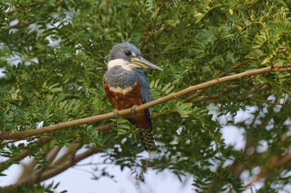 A bird with colourful plumage sits on a branch surrounded by dense foliage, Red-breasted Kingfisher (Ceryle torquata), Pantanal, Mato Grosso, Brazil