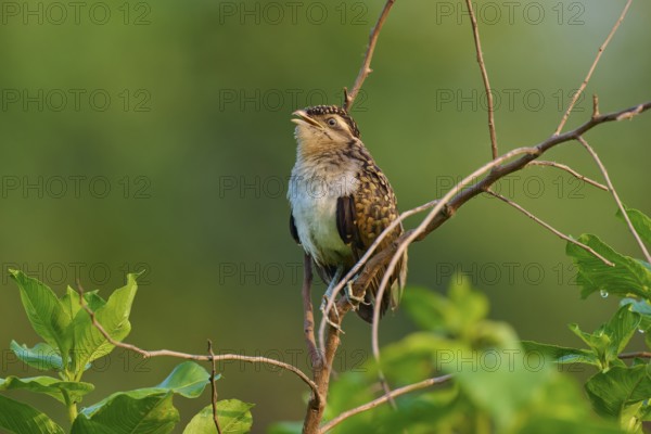 Small bird sitting on branch in front of blurred green background in natural environment, White-breasted Ant Shrike (Taraba major), juvenile, Pantanal, Mato Grosso, Brazil