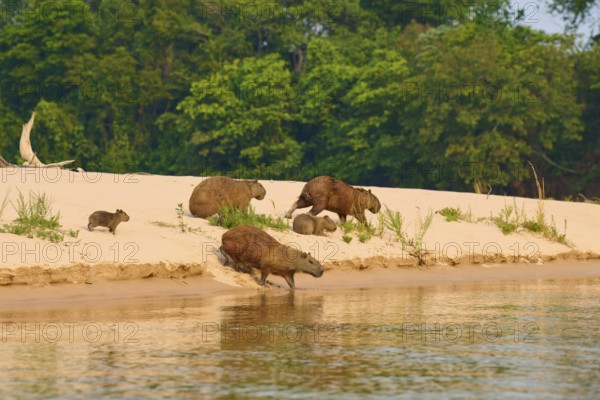 Group of capybaras moving along the bank of a river near a forest, Capybara, capybara (Hydrochoerus hydrochaeris), Pantanal, Mato Grosso, Brazil