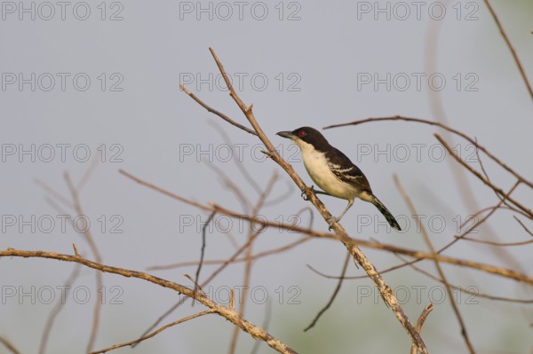 Small bird sitting on a bare branch in front of a clear blue sky, White-breasted Ant Shrike (Taraba major), Pantanal, Mato Grosso, Brazil