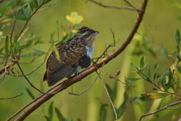 Small bird with brown feathers on a branch in lush, green surroundings, White-breasted Ant Shrike (Taraba major), juvenile, Pantanal, Mato Grosso, Brazil