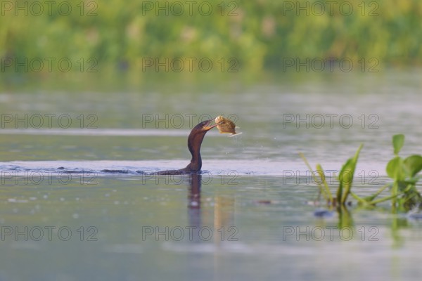 Bird in the water catching a fish in an idyllic water landscape, Olive Cormorant, Cormorant, (Phalacrocorax olivaceus), Pantanal, Mato Grosso, Brazil