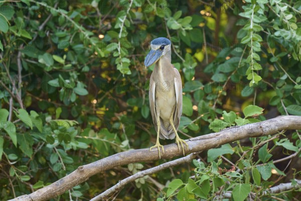 A bird standing on a branch surrounded by green foliage in a natural environment, Cochlearius cochlearius, Pantanal, Mato Grosso, Brazil