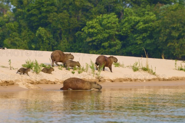 Several capybaras relaxing on the sandy bank of a river near a forest, Capybara, capybara (Hydrochoerus hydrochaeris), Pantanal, Mato Grosso, Brazil