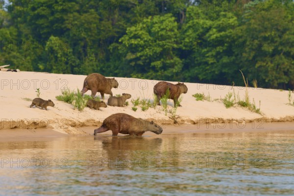 Capybaras are on the sandy banks of a river, surrounded by forest, Capybara, capybara (Hydrochoerus hydrochaeris), Pantanal, Mato Grosso, Brazil