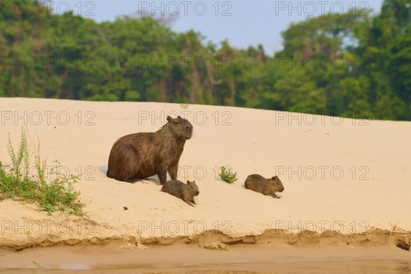 Three capybaras on a sandy area at the edge of the forest, Capybara, capybara (Hydrochoerus hydrochaeris), Pantanal, Mato Grosso, Brazil