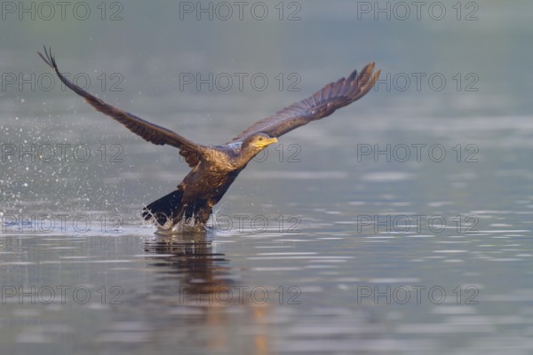 Bird takes off from the water and splashes up drops, powerful movement, wings spread wide, Olive Cormorant, (Phalacrocorax olivaceus), Pantanal, Mato Grosso, Brazil