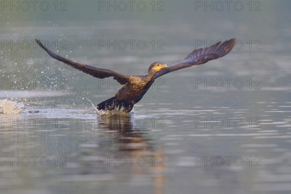Bird spreading its wings to take off on the water, Olive Cormorant (Phalacrocorax olivaceus), Pantanal, Mato Grosso, Brazil